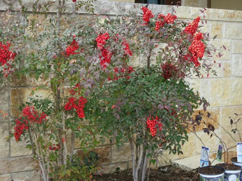 10 Domestic Nandina Live Plants – Heavenly Bamboo – 2.5 Inch Pot – Outdoor Shrub - Image 5