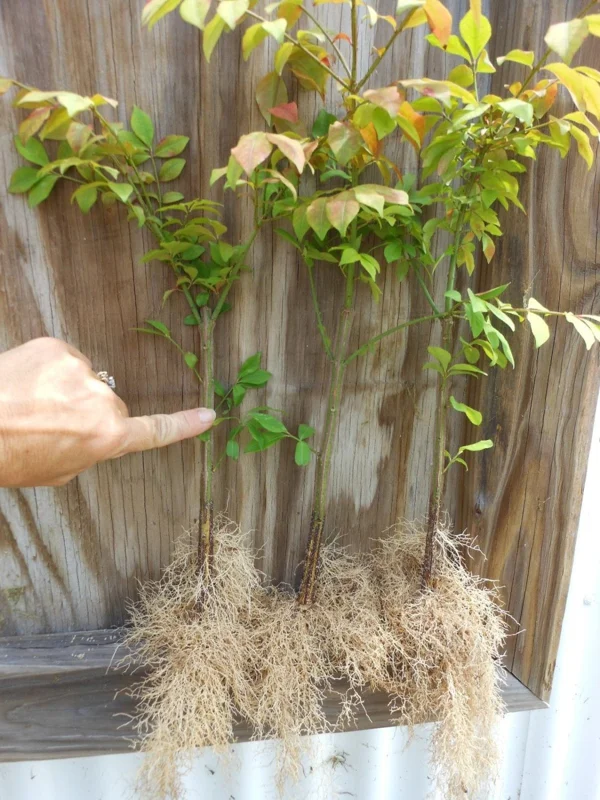 10 Dwarf Burning Bush Bare Root Plants - Euonymus Alatus, 4-10" Tall - Image 2