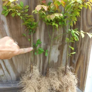 10 Dwarf Burning Bush Bare Root Plants - Euonymus alatus Shrub 4-10