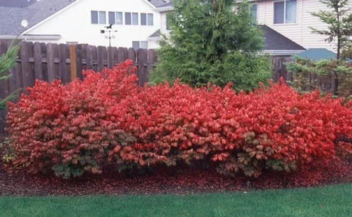 10 Dwarf Burning Bush Bare Root Plants - Euonymus Alatus, 4-10" Tall - Image 3