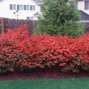 10 Dwarf Burning Bush Bare Root Plants - Euonymus alatus Shrub 4-10