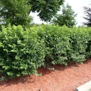 10 Dwarf Burning Bush Bare Root Plants - Euonymus Alatus, 4-10