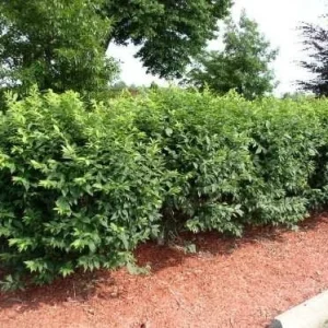 10 Dwarf Burning Bush Bare Root Plants - Euonymus alatus Shrub 4-10