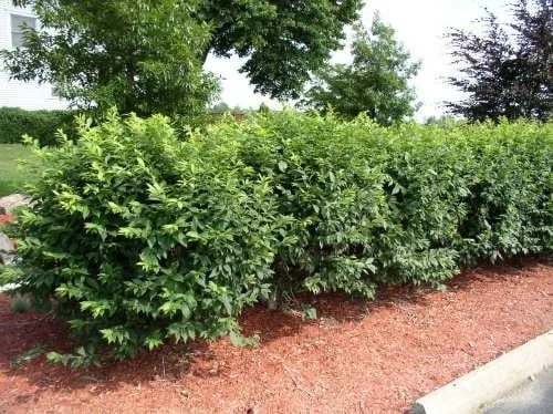 10 Dwarf Burning Bush Bare Root Plants - Euonymus alatus Shrub 4-10" Tall - Image 4
