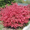 10 Dwarf Burning Bush Bare Root Plants - Euonymus Alatus, 4-10" Tall - Image 1