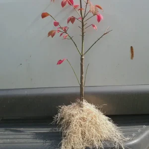 10 Dwarf Burning Bush Bare Root Plants - Euonymus alatus Shrub 4-10