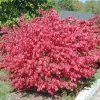 10 Dwarf Burning Bush Bare Root Plants - Euonymus alatus Shrub 4-10" Tall - Image 1