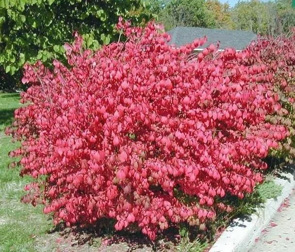 10 Dwarf Burning Bush Bare Root Plants - Euonymus alatus Shrub 4-10" Tall - Image 1