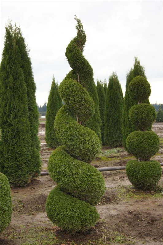 10 Emerald Green Arborvitae Live Plants - Thuja occidentalis, 6-12" Tall, 2.5" Pot - Image 2