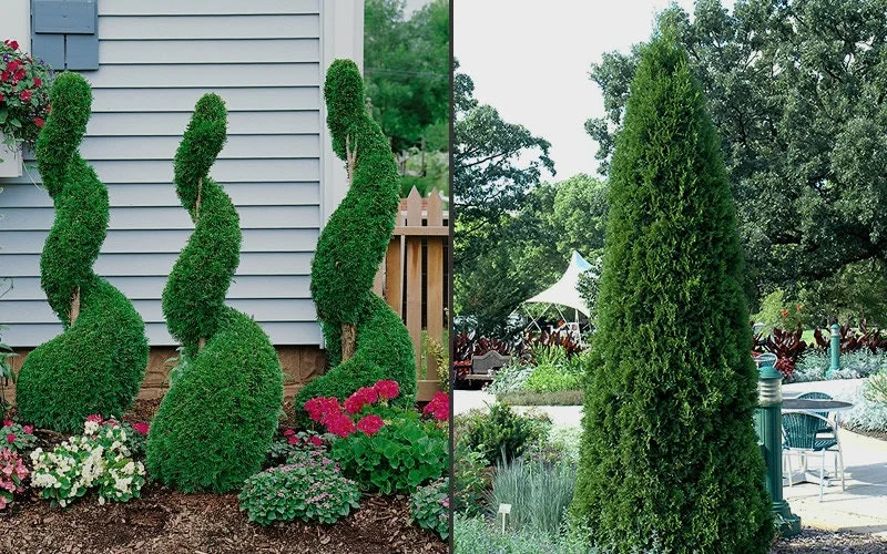 10 Emerald Green Arborvitae Live Plants - Thuja occidentalis, 6-12" Tall, 2.5" Pot - Image 4