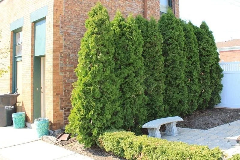 10 Emerald Green Arborvitae Live Plants - Thuja occidentalis, 6-12" Tall, 2.5" Pot - Image 1