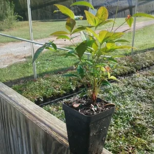 10 Nandina Plants (Heavenly Bamboo) – Outdoor Live Shrubs – 2.5 inch Pot - Image 3