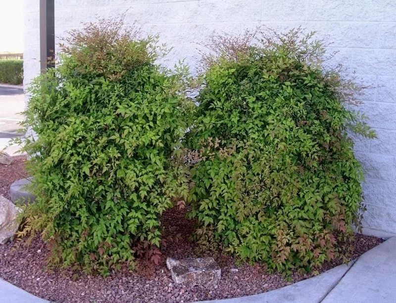 10 Nandina Plants (Heavenly Bamboo) – Outdoor Live Shrubs – 2.5 inch Pot - Image 4