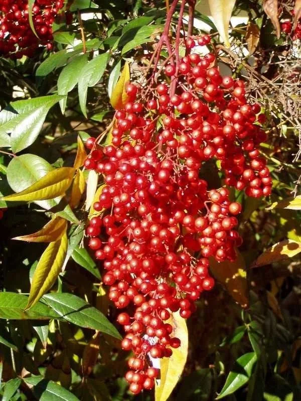 10 Nandina Plants (Heavenly Bamboo) – Outdoor Live Shrubs – 2.5 inch Pot - Image 1