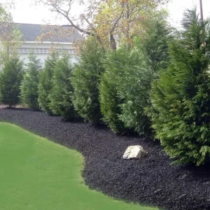 15 Leyland Cypress Trees Live Plant - 6-12 inch Tall, 2.5 inch Pot - Image 2