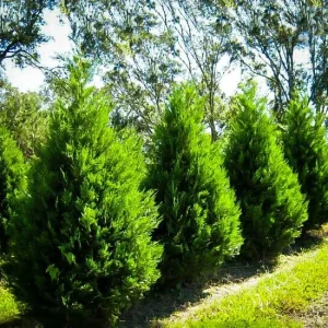 15 Leyland Cypress Trees Live Plant - 6-12 inch Tall, 2.5 inch Pot - Image 4