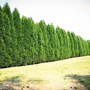 15 Leyland Cypress Trees Live Plant - 6-12 inch Tall, 2.5 inch Pot - Image 5