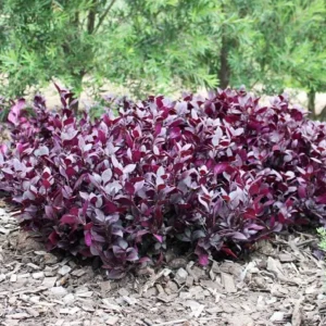 2 Alternanthera Little Ruby Live Plants – 4-6 Inch Starter – Ruby Purple Foliage - Image 10