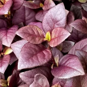 2 Alternanthera Little Ruby Live Plants – 4-6 Inch Starter – Ruby Purple Foliage - Image 2