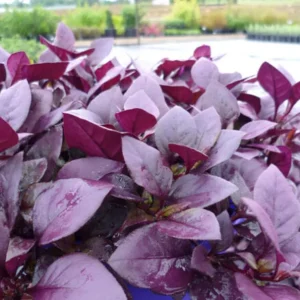 2 Alternanthera Little Ruby Live Plants – 4-6 Inch Starter – Ruby Purple Foliage - Image 6