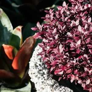 2 Alternanthera Little Ruby Live Plants – 4-6 Inch Starter – Ruby Purple Foliage - Image 7