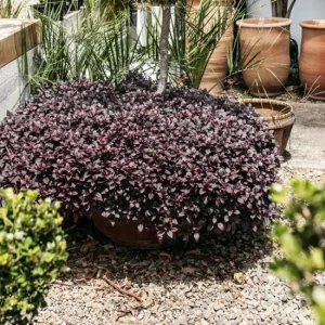 2 Alternanthera Little Ruby Live Plants – 4-6 Inch Starter – Ruby Purple Foliage - Image 9