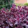 2 Alternanthera Little Ruby Live Plants – 4-6 Inch Starter – Ruby Purple Foliage - Image 1