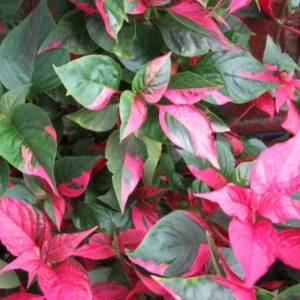 2 Alternanthera Party Time Live Plants – Colorful Foliage – 4-6