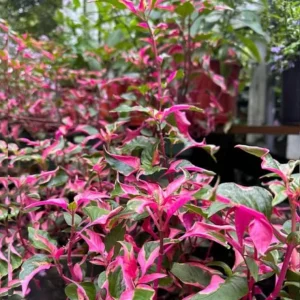 2 Alternanthera Party Time Live Plants – Colorful Foliage – 4-6
