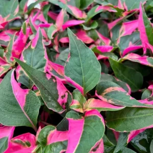 2 Alternanthera Party Time Live Plants – Colorful Foliage – 4-6
