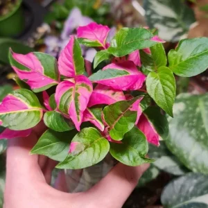 2 Alternanthera Party Time Live Plants – Colorful Foliage – 4-6