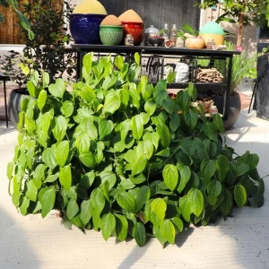 2 Black Pepper Live Plants – Piper Nigrum Spice Vine – 4-6