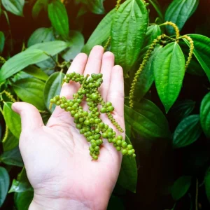 2 Black Pepper Live Plants – Piper Nigrum Spice Vine – 4-6