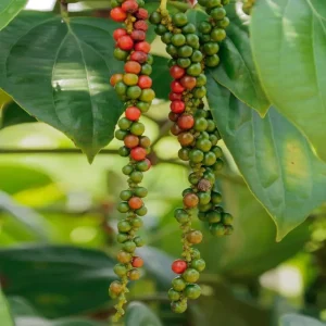 2 Black Pepper Live Plants – Piper Nigrum Spice Vine – 4-6