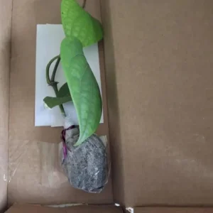 2 Black Pepper Live Plants – Piper Nigrum Spice Vine – 4-6