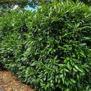 2 Cherry Laurel Prunus Caroliniana Live Plants – 6-12