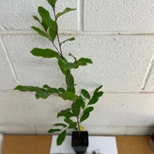 2 Cherry Laurel Prunus Caroliniana Live Plants – 6-12