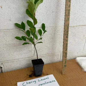 2 Cherry Laurel Prunus Caroliniana Live Plants – 6-12