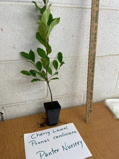 2 Cherry Laurel Prunus Caroliniana Live Plants – 6-12" Tall – Evergreen Tree - Image 6