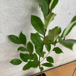 2 Cherry Laurel Prunus Caroliniana Live Plants – 6-12