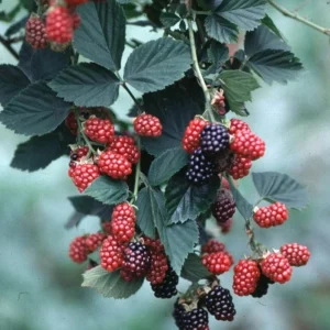2 Chester Thornless Blackberry Live Plants - Sweet Fruit, Heat Tolerant - Image 4