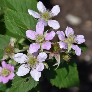 2 Chester Thornless Blackberry Live Plants - Sweet Fruit, Heat Tolerant - Image 6