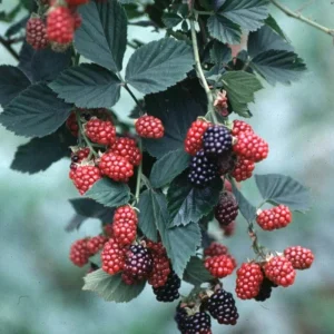 2 Chester Thornless Blackberry Live Starter Plants - Sweet Fruit, Heat Tolerant, USDA Zones 5-10 - Image 4