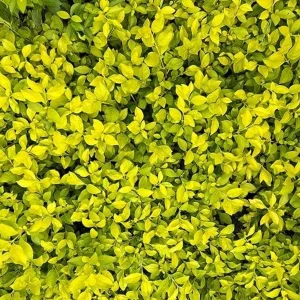 2 Duranta Yellow Live Plants – 4-6 Inch Starter Shrubs – Bright Yellow-Green Foliage – Outdoor - Image 2