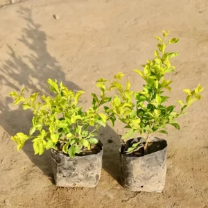 2 Duranta Yellow Live Plants – 4-6 Inch Starter Shrubs – Bright Yellow-Green Foliage – Outdoor - Image 5