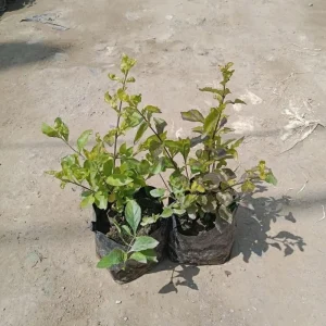 2 Duranta Yellow Live Plants – 4-6 Inch Starter Shrubs – Bright Yellow-Green Foliage – Outdoor - Image 6