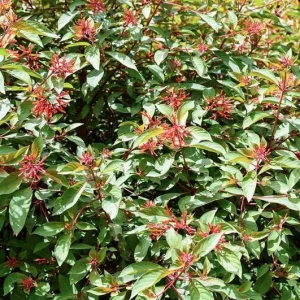 2 Dwarf Hamelia Live Plants 4-6