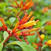 2 Dwarf Hamelia Live Plants 4-6" Tall - Orange Flowers - Hummingbird Friendly Shrubs - Image 1