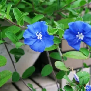 2 Evolvulus Blue Daze Live Plants – 4-6