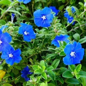 2 Evolvulus Blue Daze Live Plants – 4-6